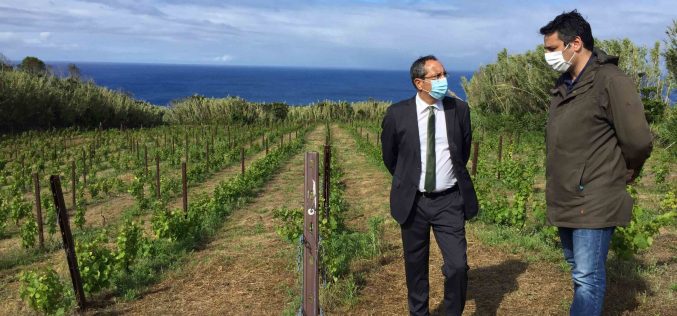 Governo avança com criação do Instituto da Vinha e do Vinho dos Açores
